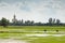 Farmers transplant rice seedlings behind big buddha statue