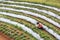 Farmers use plastic films for weed control in vegetable garden