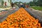 Farmers are use their strong legs to clean fresh carrots after harvest at Savar, Dhaka,