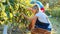 Farmers vinedressers harvesting grape crop at small family organic vineyard