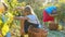 Farmers vinedressers harvesting grape crop at small family organic vineyard