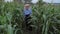 Farmers Walk Through A Field Of Corn, Examine The Ripening Of The Harvest