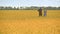 Farmers walking in wheat field. Agricultural workers in beautiful yellow field