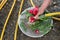 Farmers washing freshly picked radishes