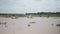 Farmers washing herd of white cows in a flooded field