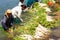 Farmers washing white radish