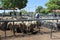 Farmers watching the sheep in enclosures at an auction of livestock in Bloemfontein, South Africa