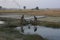 Farmers watering in the paddy at bardhaman west bengal india.