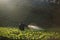 Farmers watering strawberry berries in the morning at strawberry