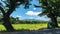 Farmers work in the field - plant or harvest under the scorching sun