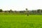 A farmers work in the paddy field to spray fertilizer