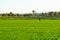 A farmers work in the paddy field to spray fertilizer