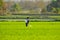 A farmers work in the paddy field to spray fertilizer