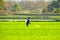 A farmers work in the paddy field to spray fertilizer