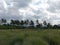 Farmers work in paddy fields