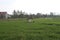 farmers work in the rice fields
