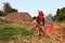 Farmers work in the sugarcane fields