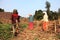 Farmers work in the sugarcane fields