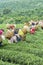 Farmers work on tea field, Bao Loc, Lam Dong, Vietnam