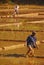 Farmers working hard plowing on paddy fields to start the rice cultivation cycle or phases in the countryside of India