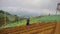 Farmers are working hoeing vegetable fields