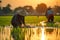 Farmers working in a paddy high field at sunset stock photo