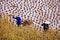 Farmers working in a paddy rice field during harvest