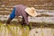 Farmers working planting rice