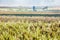 Farmers working in their harvested ricefield