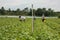 Farmers workings in the green fields