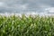 Farmfield of green fieldcorn with tassels