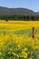 Farmfield with yellow flowers