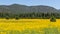 Farmfield with yellow flowers
