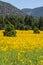 Farmfield with yellow flowers