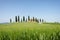 Farmhouse with cypress trees and wheat in Tuscany