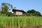 Farmhouse and green rice paddy fields .