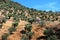 Farmhouse and olive groves, Algodonales.