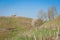 Farmhouse ruines in Prosecco springtime vineyards landscape