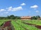 Farmhouse and vegetable farm under vivid blue sunny sky