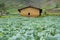 Farmhouse and vegetable fields