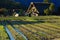 Farmhouses rice field