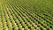 Farming. Agricultural farming land growing fruit and vegetable c