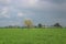 Farming and agriculture concept - Wheat crop fields with a tree in the middle and cloudy sky behind.
