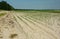 Farming and agriculture: planting and growing corn on dry sandy soil. Rows of corn sprouts in the field in spring