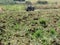 Farming. Agriculture. Turned Soil Closeup mixed clover seedlings. Landscape Background. Tractor. Array of green colors