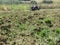 Farming. Agriculture. Turned Soil Closeup mixed clover seedlings. Landscape Background. Tractor. Array of green colors