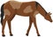Farming, animal husbandry and livestock breeding. Spotted horse, domestic animal, village inhabitant