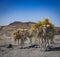 Farming Camels near Djibouti