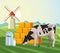 Farming cow eating grass hay bales and windmill field