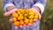 Farming and cultivations. Man farmer showing vegetables, tomato, Farmer`s market, yellow tomatoes cherry, Organic